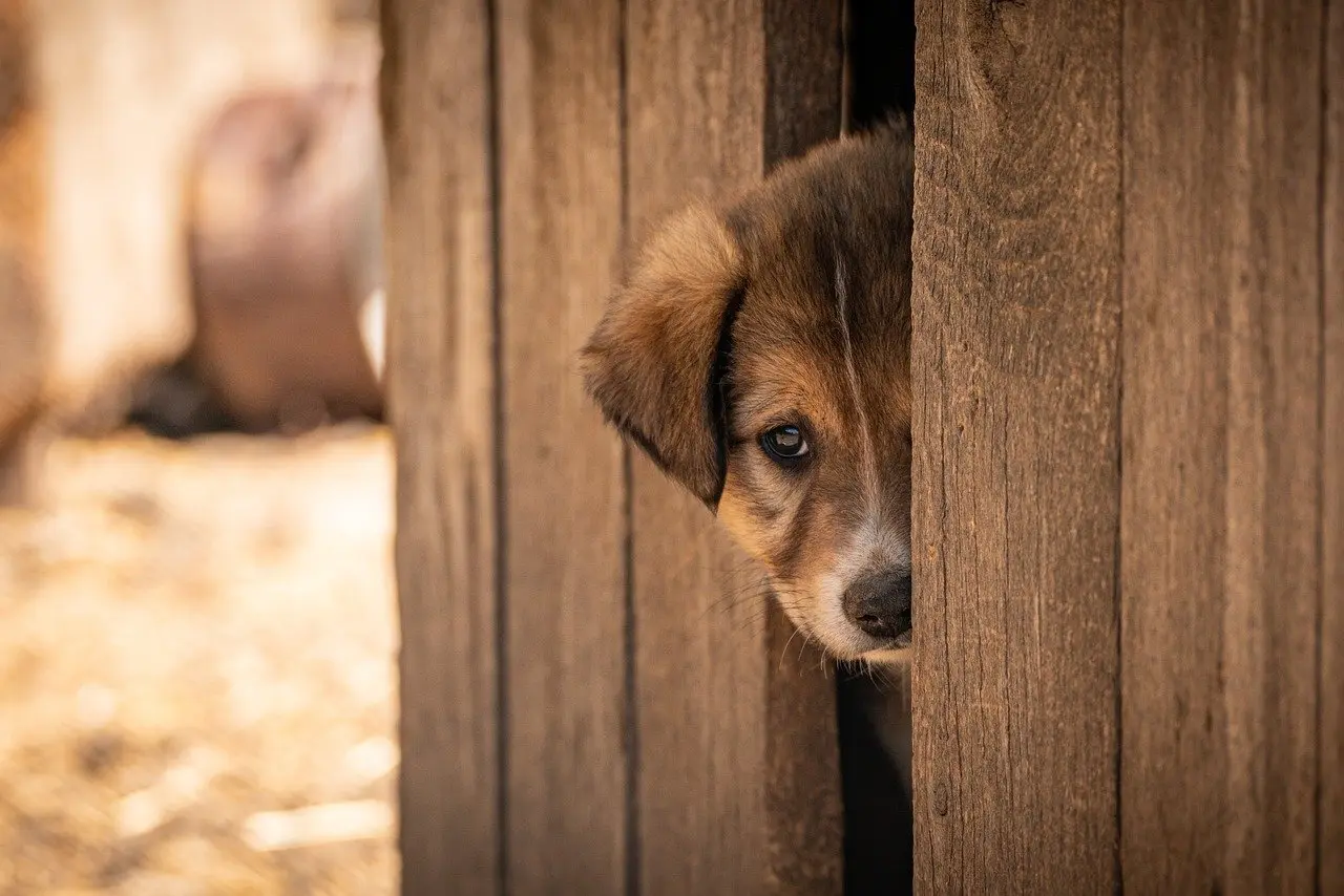 5 shelters med bålplads tæt på København