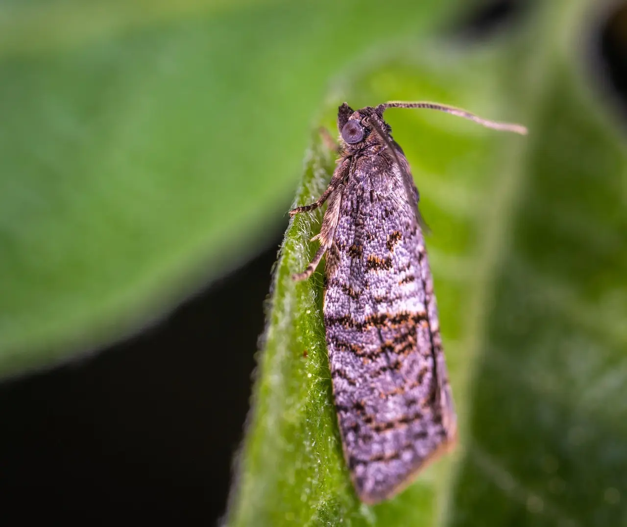 Hvornår er det bedst at gå Mols Bjerge-stien?