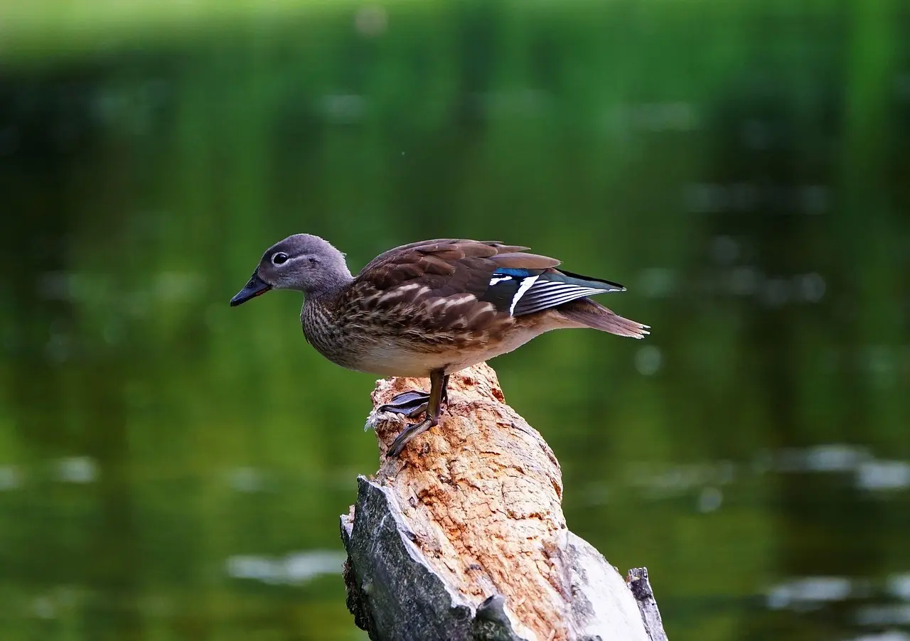 Krydsord Tips: Stand