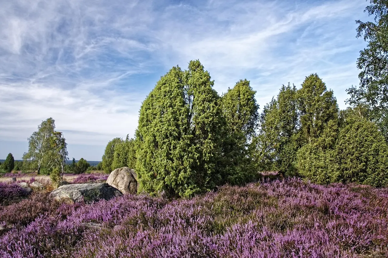 Medvirkende i Hannibal (film)